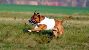 coursing-gass.jpg