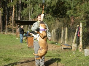 bullsporty-gass.jpg